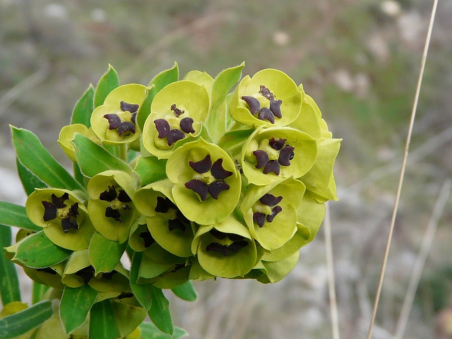 Euphorbia characias / Euforbia cespugliosa